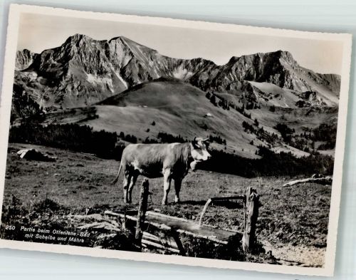 Bern Berne Partie beim Ottenlene-Bad Kuh Motiv Schweiz Foto AK