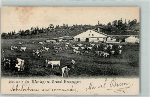 Fontaines-sur-Grandson 1905 Alter Stall Kühe auf der Weide