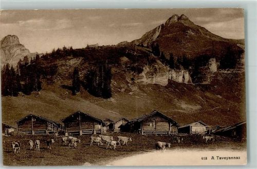 Gryon Sandstein Gestein Kühe Taveyannaz