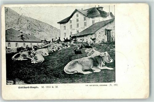 St Gotthard 1902 Hotel du Mont Prosa Kühe