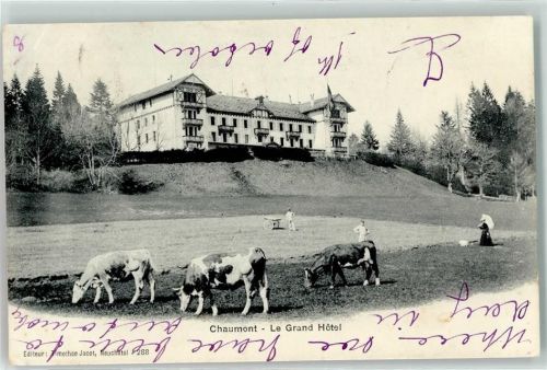 Chaumont 1903 Grand Hotel Kuhherde