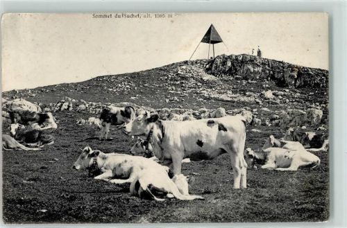 Suchet 1907 Sommet Kuhherde