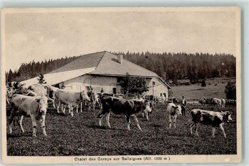 Ballaigues Chalet des Cernys Kuhherde