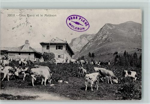 Moléson-sur-Gruyères 1919 Gros Plane et le Moleson - Alpwirtschaft, Kühe auf der Alp