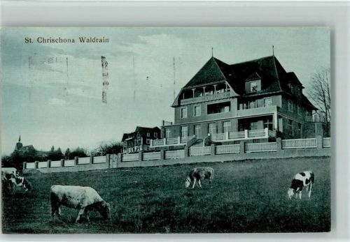 St Chrischona - Waldrain Kühe
