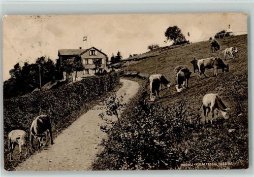 Hörnli ZH Hörnli-Kulm Kühe