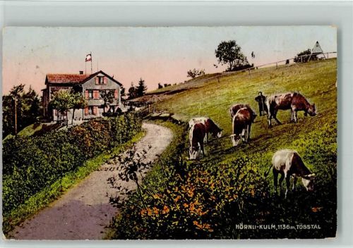 Hörnli ZH Hörnli-Kulm Kühe