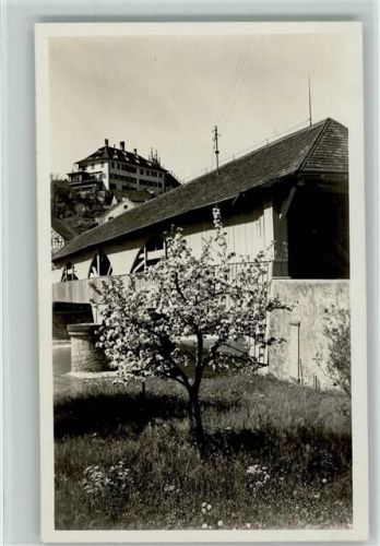 Andelfingen Baumblüte