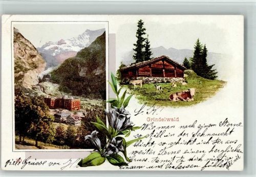 Grindelwald Hütte Kühe Enzian