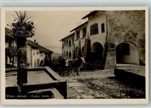 Erlach Altstadt Cerlier Vieille ville Ochsenkarren