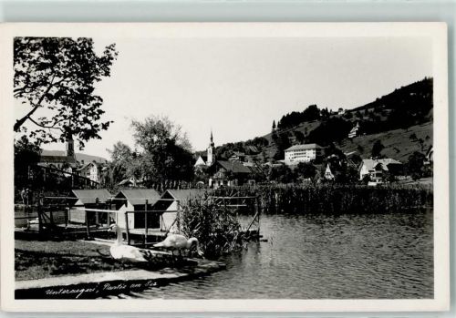 Unterägeri Partie am See Schwäne