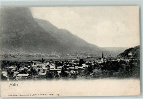 Mollis 1904