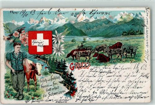 1903 Kuhhirte Kühe Lithographie