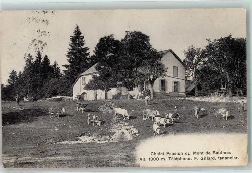 Baulmes 1910 Chalet Pension du Mont de Baulmes Kühe