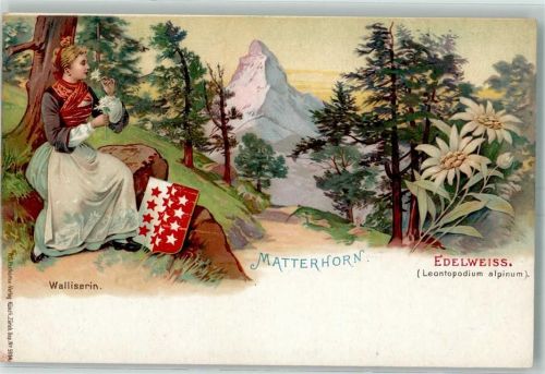 Matterhorn VS Walliserin Tracht Edelweiss Leontopodium alpinum