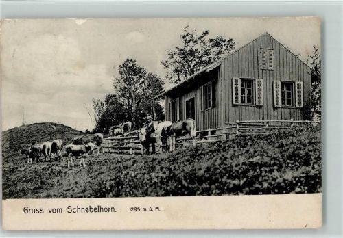 Schnebelhorn 1907 Kühe