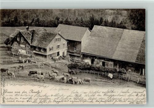 Wald ZH 1901 Gasthaus Pooalp Kühe