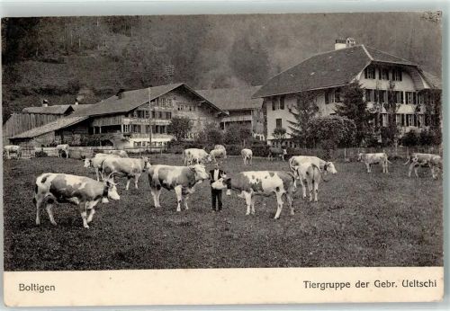 Boltigen Rindvieh Tiergruppe der Gebr. Ueltschi