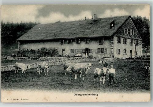 Grenchen 1907 Kühe Bauernhof Obergrenchenberg