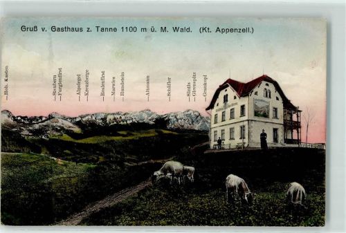 Wald AR 1917 Gasthaus z. Tanne Rindvieh