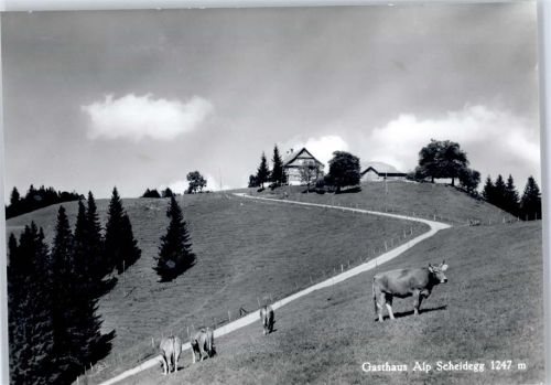 Scheidegg Gasthaus Alp Scheidegg, Kuh