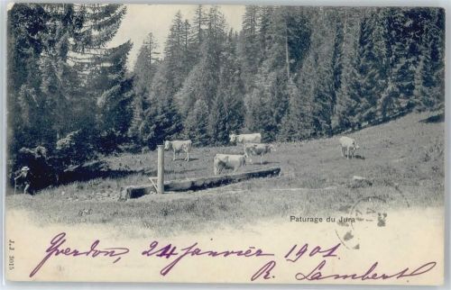 Yverdon-les-Bains Kuh, Jura