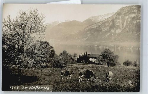 8880 Walenstadt - Kuhweide