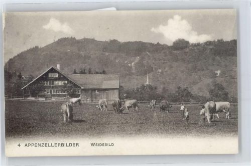 Appenzell Weide, Kühe