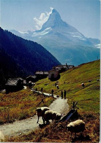 Findelen VS Schafe am Wanderweg Matterhorn