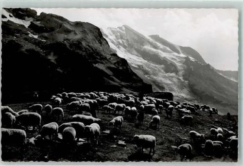 Kandersteg Bei den Schafen auf Oeschingen Schafläger mit Doldenhörner