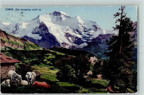 Wilderswil 1895 Die Jungfrau Kühe Hotel Schynige Platte