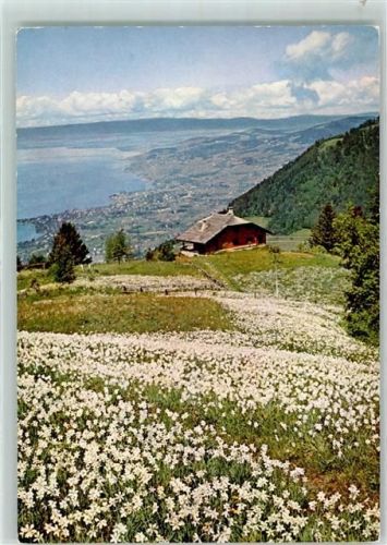 Caux Narzissenfeld
