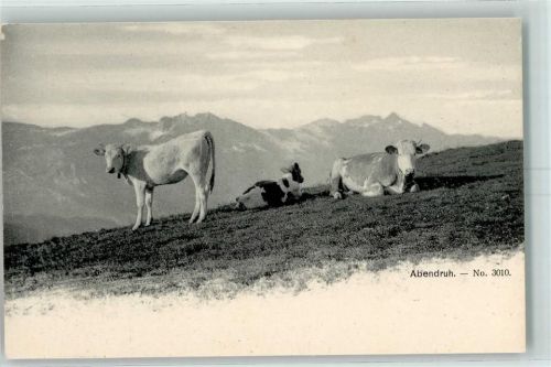 Kühe Abendruh