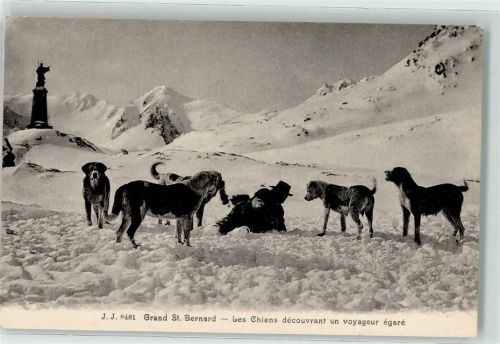 Hospiz Großer Sankt Bernhard Pass Les Chiens decouvrant un voyageur egare