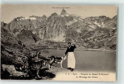 Hospiz Großer Sankt Bernhard Pass Hundedressur