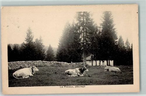 Le Prévoux Kühe