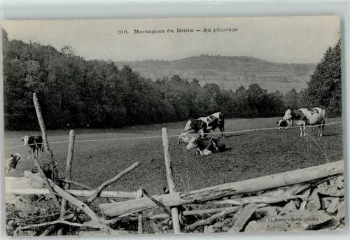 Les Brenets Montagnes du Doub Kuhherde