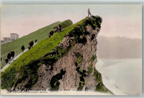 Rochers de Naye Bergsteiger auf dem Gipfel Kühe auf der Weide