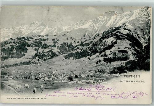 Frutigen 1908 Niesenkette weidende Kühe