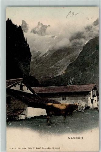 Engelberg Stall Kuh
