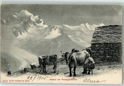Pontresina 1905 Kühe Alphirt Roseggletscher