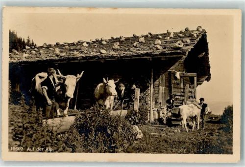 9658 Wildhaus 1913 - Stall mit Kühen und Alphütern Ort handschriftlich
