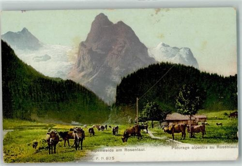 Rosenlaui Alpenweide Kühe