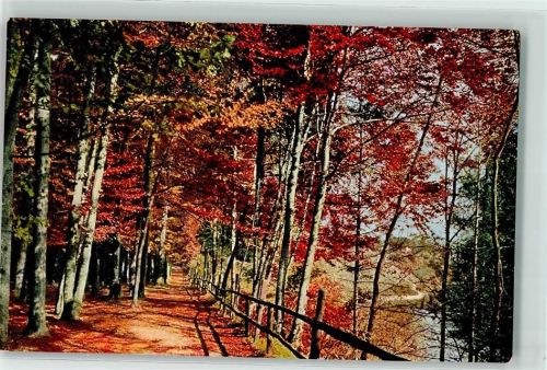 Bern Dählhölzli im Herbst Waldweg