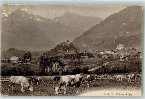 Château-d´Oex 1911 Kuhherde