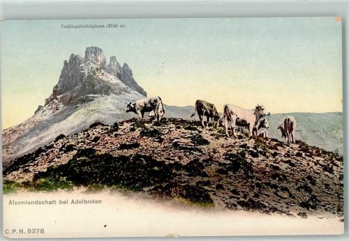 Adelboden BE Alpenlandschaft Kuh Tschingellochtighorn
