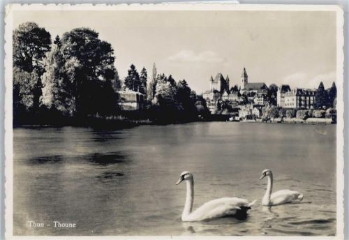 Thun See Kirche Schwan