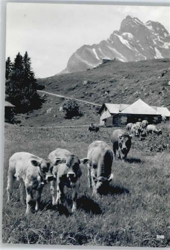 Braunwald Berg Kuh