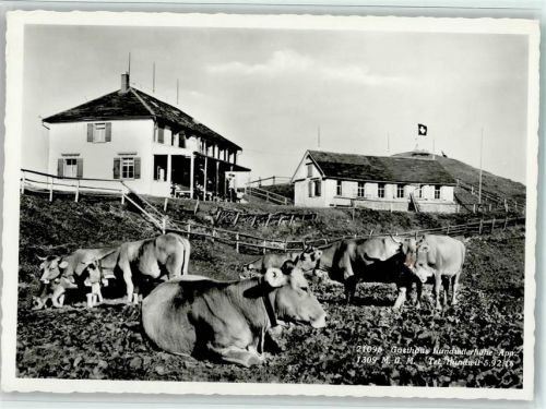 Hundwil Gasthaus Hundwillerhöhe Kühe