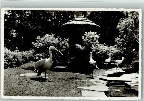 9000 St. Gallen S. Gallo 1955 - Voliere im Stadtpark Pelikan Störche